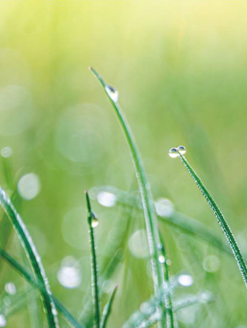 Emerald Dew